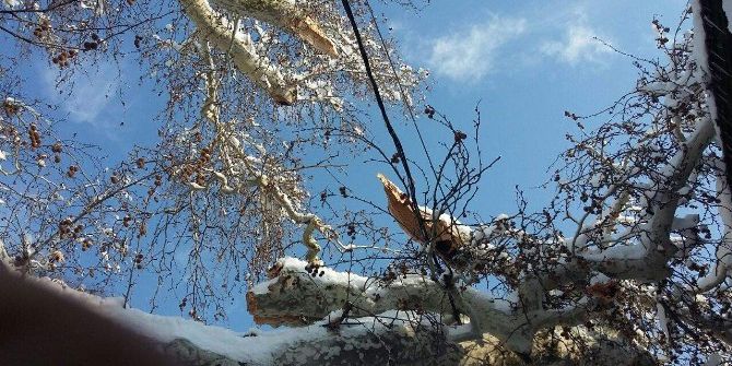 750 Yıllık Çınar Aşırı Kara Dayanamadı Dalları Kırıldı