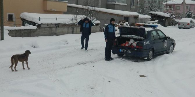 Ilgaz Belediyesi Sokak Hayvanlarını İçin Yem Bıraktı