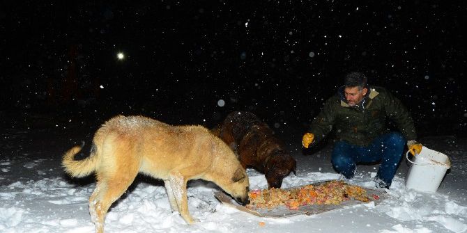 Beylikdüzü, Karda Sokak Hayvanlarını Unutmadı