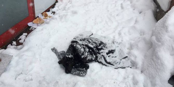 Donmak Üzere Olan Köpek Hayata Döndürüldü