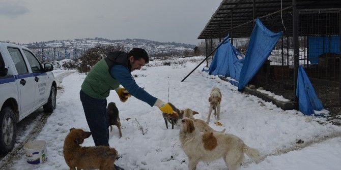 Alaplı Belediyesi Sokak Hayvanlarını Unutmadı