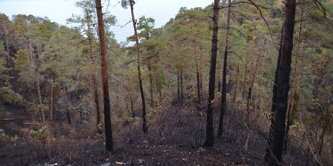 Çamburnu Sarı Çam Ormanları İlkbaharda Tekrar Yeşillenecek