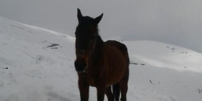 2800 Rakımda Mahsur Kalan At Kurtarıldı