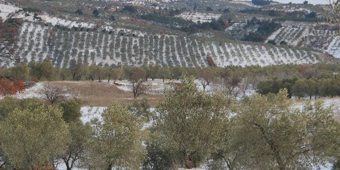 Burhaniye’de Zeytin Hasadına Kar Ve Soğuk Molası