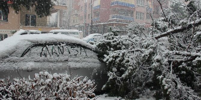 Manisa’da 50 Yıllık Ağaç Karın Ağırlığına Dayanamayarak Devrildi