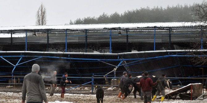 Kar Çatı Çökertti Bir Hayvan Telef Oldu