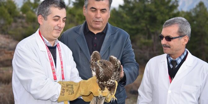 Tedavisi Yapılan Yaralı Şahin Doğaya Bırakıldı