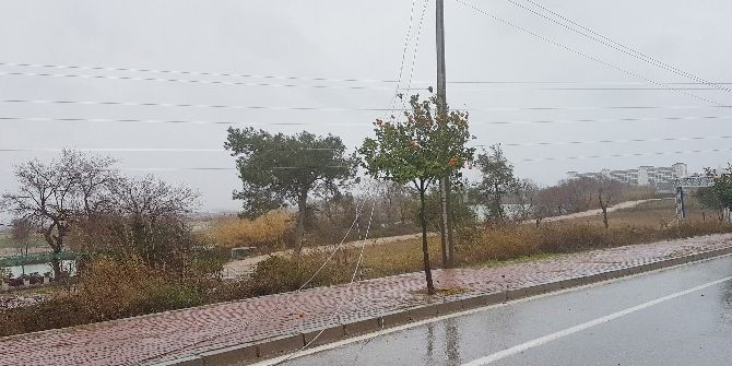 Şiddetli Fırtına Ağaçları Söktü