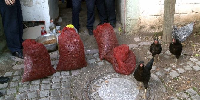 Midye Çuvalları Kümesten Çıktı