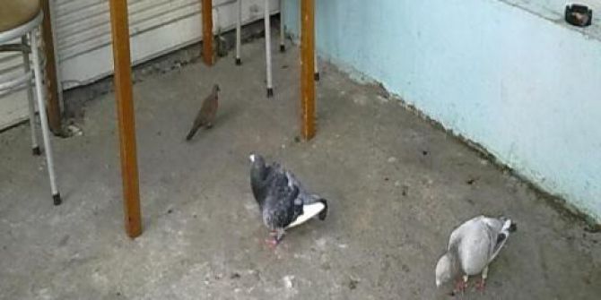 Adana’da Güvercin Cinayeti
