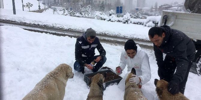 Ataşehir’in Can Dostları Emin Ellerde