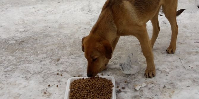 Gördes Belediyesi Sokak Hayvanlarını Unutmadı