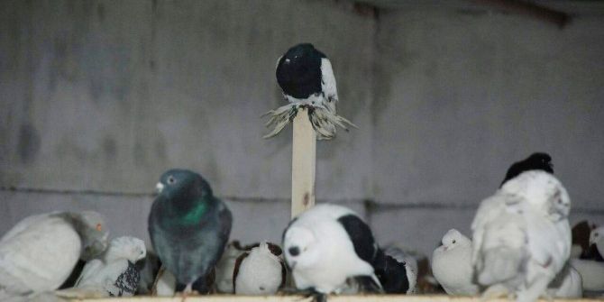 İcralık Güvercinleri Banka Aldı