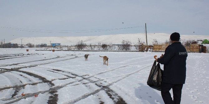 Sungurlu Belediyesi Sokak Hayvanları İçin Yem Bıraktılar