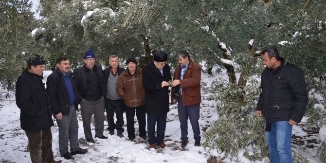 İznik’te Kar Zeytin Ağaçlarını Kırıp Geçti