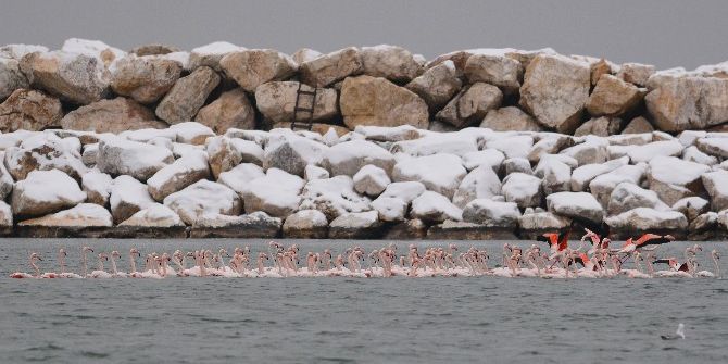 Kar Ve Soğuktan Etkilenen Yüzlerce Flamingo Barınağa Sığındı...