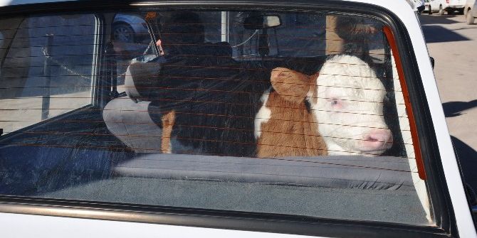 Minik Buzağının Otomobil Keyfi