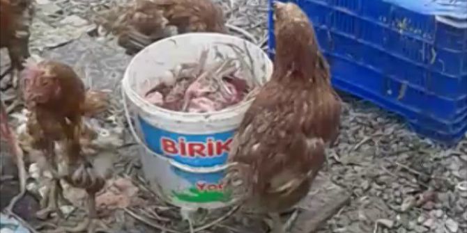 Ruhsatsız Tavuk Çiftliğine Baskın