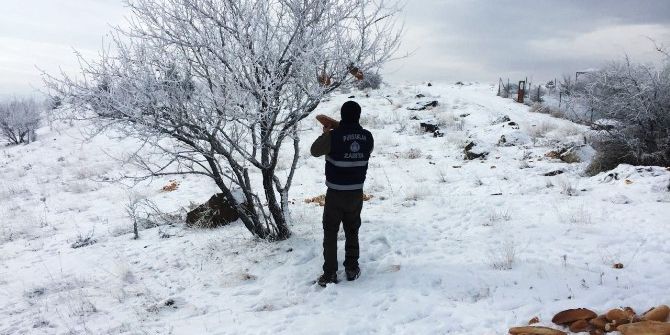 Pursaklar Zabıtası Yaban Hayvanlarının İmdadına Yetişti