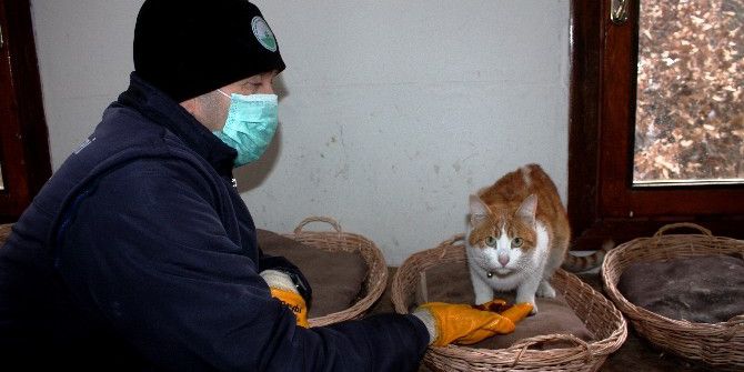 Kediler Kışı Dubleks Villada Geçiriyor