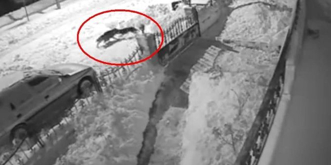 Tokat’ta Aç Kalan Kurt Şehre İnerek Köpeğe Saldırdı