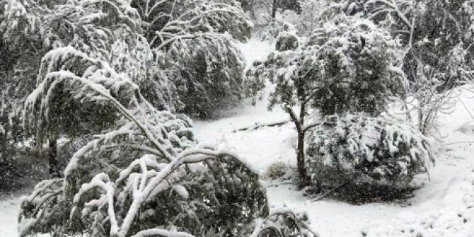 Mut’ta 20 Yıl Sonra Yağan Kar 400 Bin Zeytin Ağacına Zarar Verdi