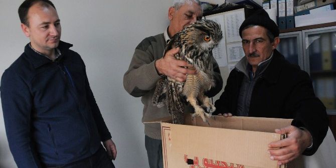 Yaralı Puhu Kuşu Tedavi Altına Alındı