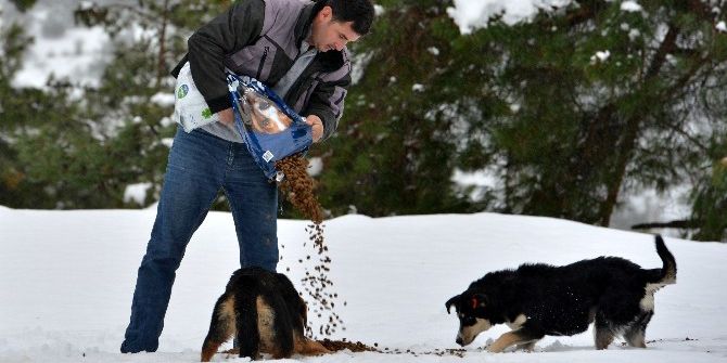 Konyaaltı Belediyesi Sokak Hayvanlarını Unutmadı