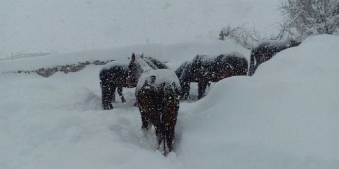 Atlar Kar Yağışı Altında Ölüme Terk Edildi