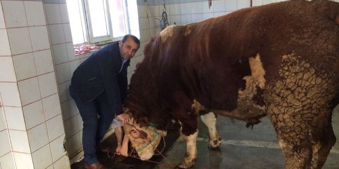 Dev Dana Görenleri Şaşkına Çevirdi