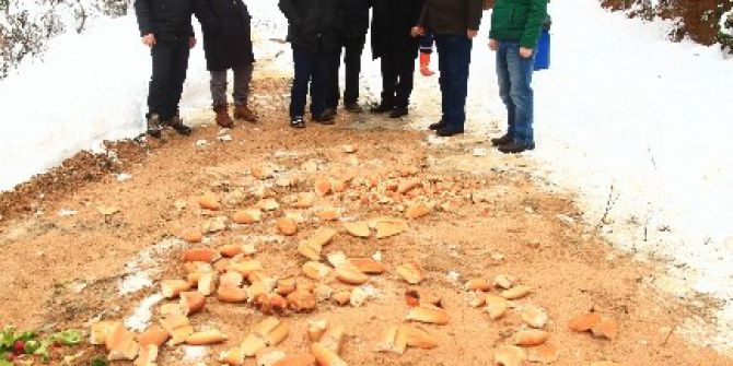Önce İş Makinesiyle Karları Kürediler, Sonra Ormana Yiyecek Bıraktılar