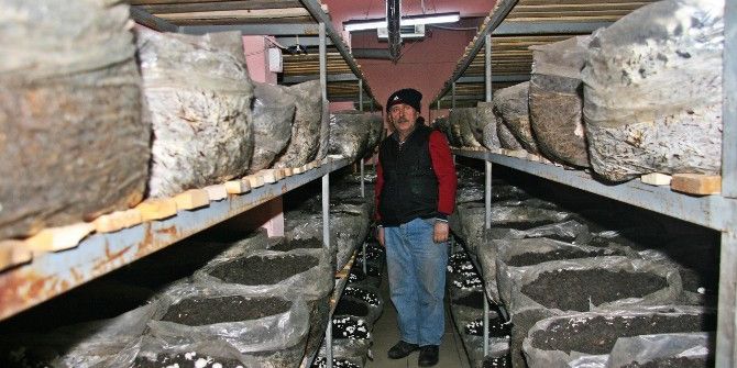 Muhtar Evinin Bodrum Katında Mantar Yetiştiriyor