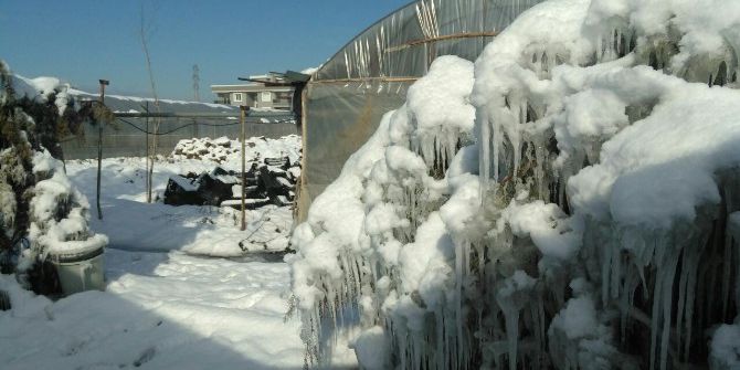Çiçeklerin Üzerine Çöken Seralar Büyük Hasar Oluşturdu