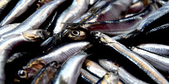 Hamsinin Kilogram Fiyatı Neredeyse Fındık Fiyatının 2 Katına Çıktı