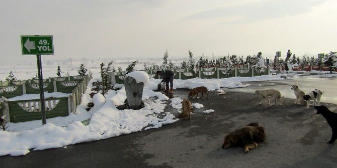 Büyükşehir’den Sokak Hayvanlarına Yönelik Yeni Uygulama