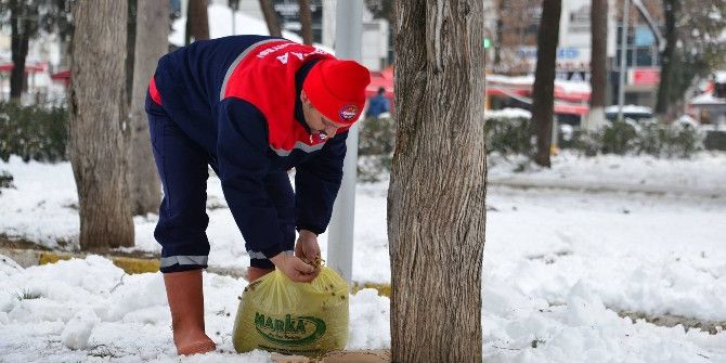 Erbaa Belediyesi Sokak Hayvanları İçin Yiyecek Bıraktı
