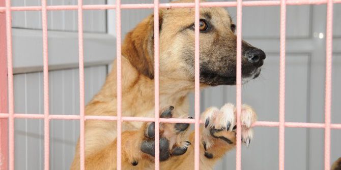 Kablo Hırsızları Hayvanları Mağdur Etti