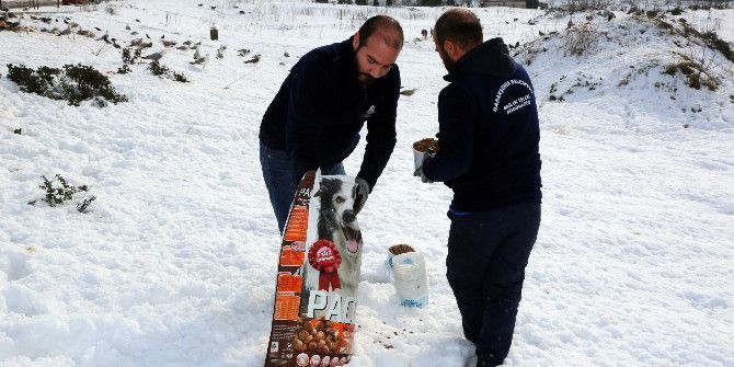 Başakşehir Belediyesi Sokak Hayvanlarına Sahip Çıktı