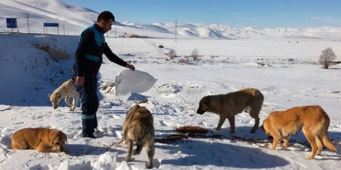 Büyükşehir Yaban Ve Doğal Hayatı Koruyor