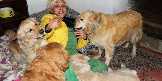 Golden Çetesini Sahiplendiğine Bin Pişman Oldu