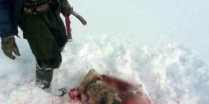 Aç Kalan Kurtlar Kangal Köpeğini Yedi