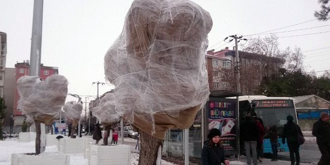 Süs Bitkilerine Don Önlemi