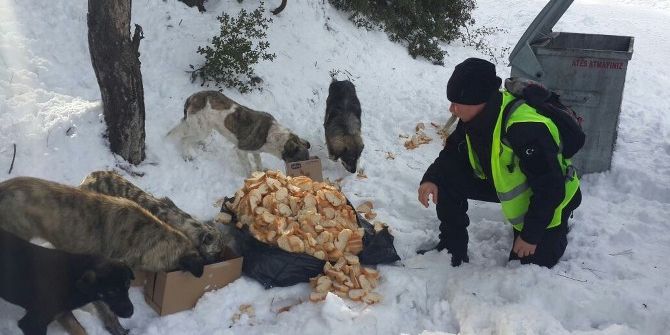 Yaban Hayvanları Unutulmadı