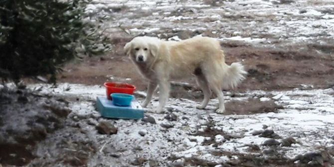 Harçlıklarıyla Sokak Hayvanlarına Mama Adılar