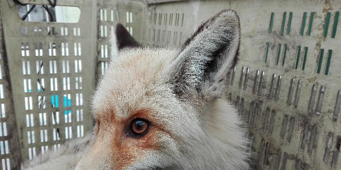 Aşırı Soğuktan Kısmi Felç Geçiren Tilki Tedavi Altına Alındı