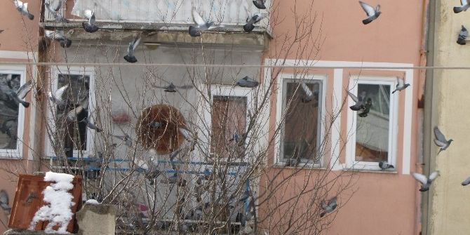 Aç Güvercinler Yiyecek Bulma Telaşında