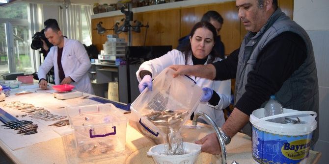 "Palamut Hamsiyi Yedi, Hamsi Avı Azaldı" Söylentisini Araştırıyorlar