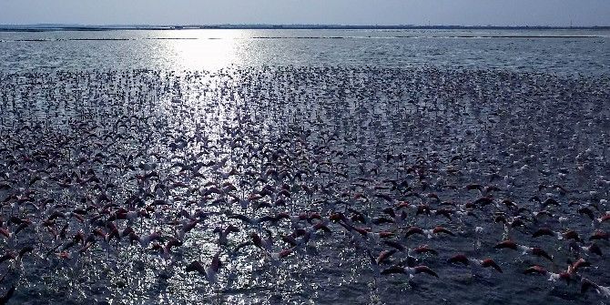 Pelikanların Akşam Dansı Büyüledi