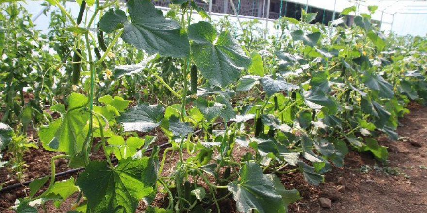 Kaymakamlık Serası Ürün Vermeye Başladı