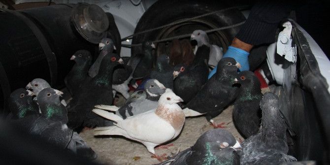 Otomobil Çalıp Güvercin Gasp Eden 5 Kişi Tutuklandı